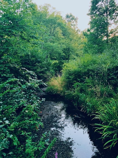 Lush green foliage surrounds a tranquil, narrow creek with still waters reflecting the vibrant greenery and sky. Dense trees and shrubs densely populate the area, creating a peaceful, natural habitat.