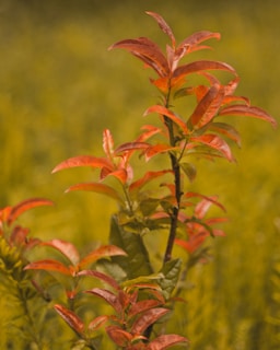 A plant with vibrant, reddish-orange leaves stands against a blurred, green background, suggesting a natural setting.