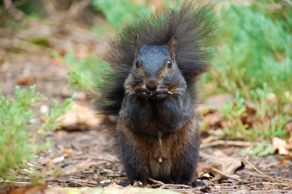 black and brown squirrel