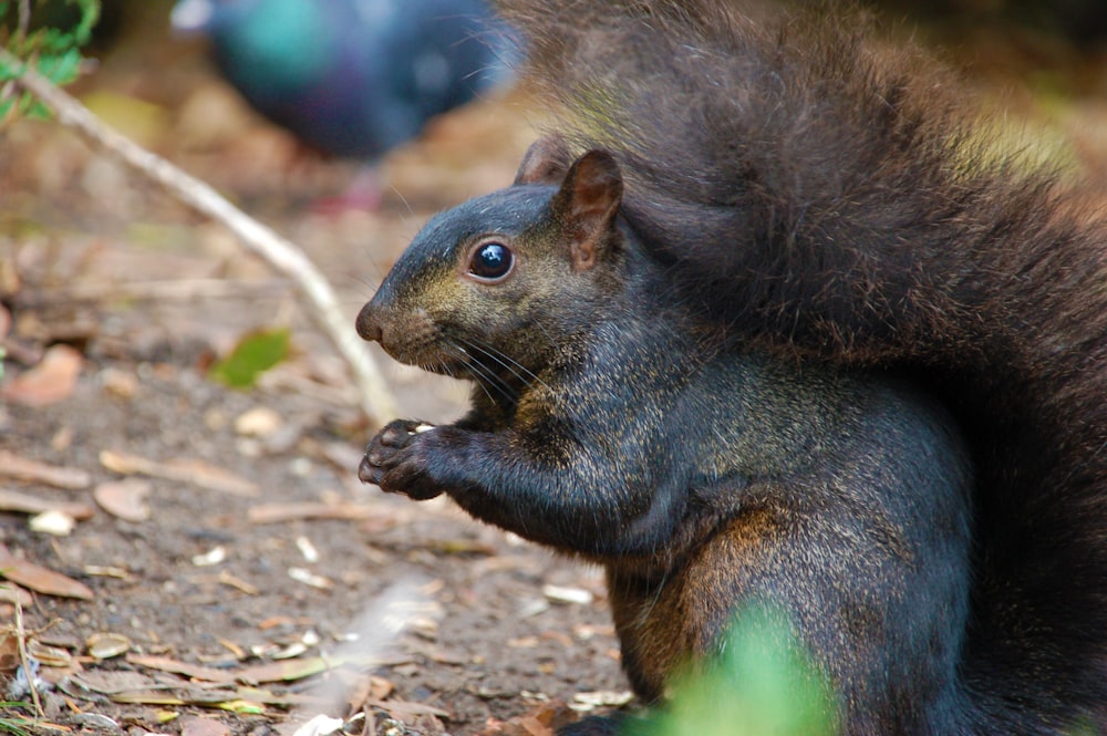 brown squirrel on ground