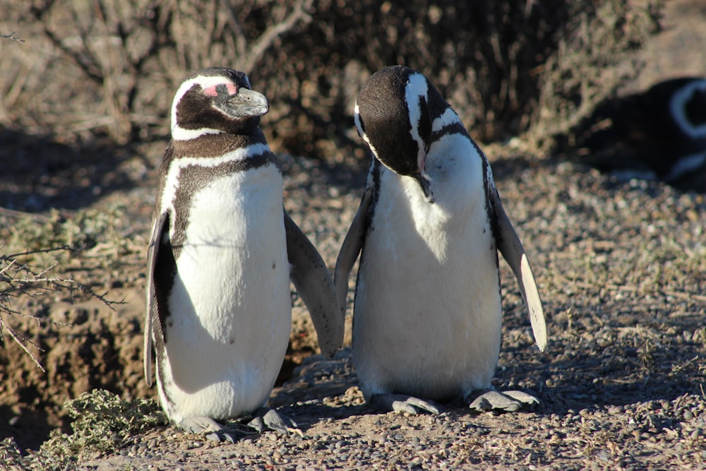 two penguins