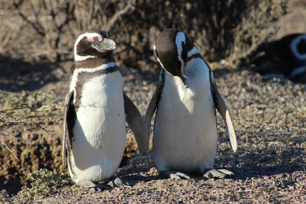 dois pinguins