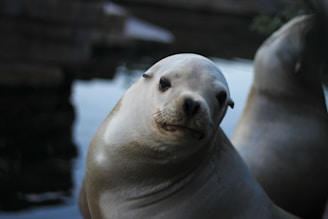 A close-up view of a seal with smooth, light-colored skin. The seal appears to be looking directly at the viewer, capturing a gentle and curious expression. Another seal is blurred in the background, along with dark water and some indistinct surroundings.