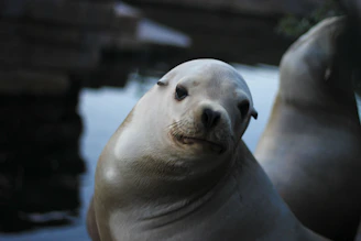A customer examining different seal options with a friendly Raja Seal staff member.
