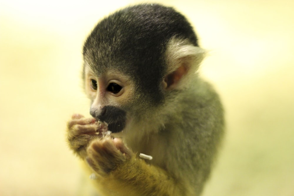 brown and white monkey macro photography