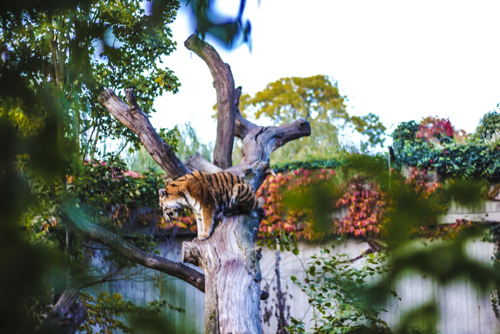 tigre sull'albero