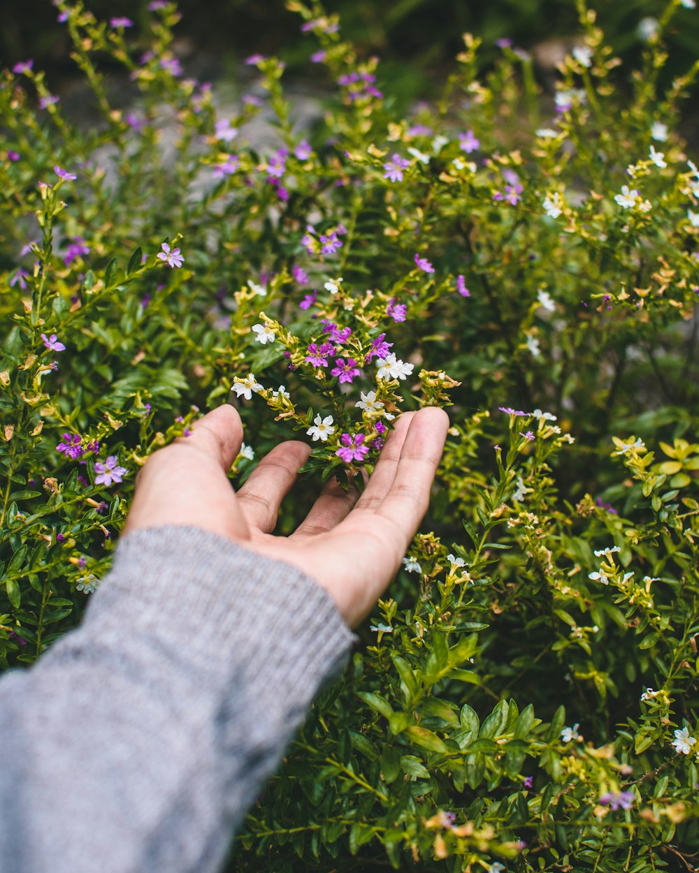 purple flowers