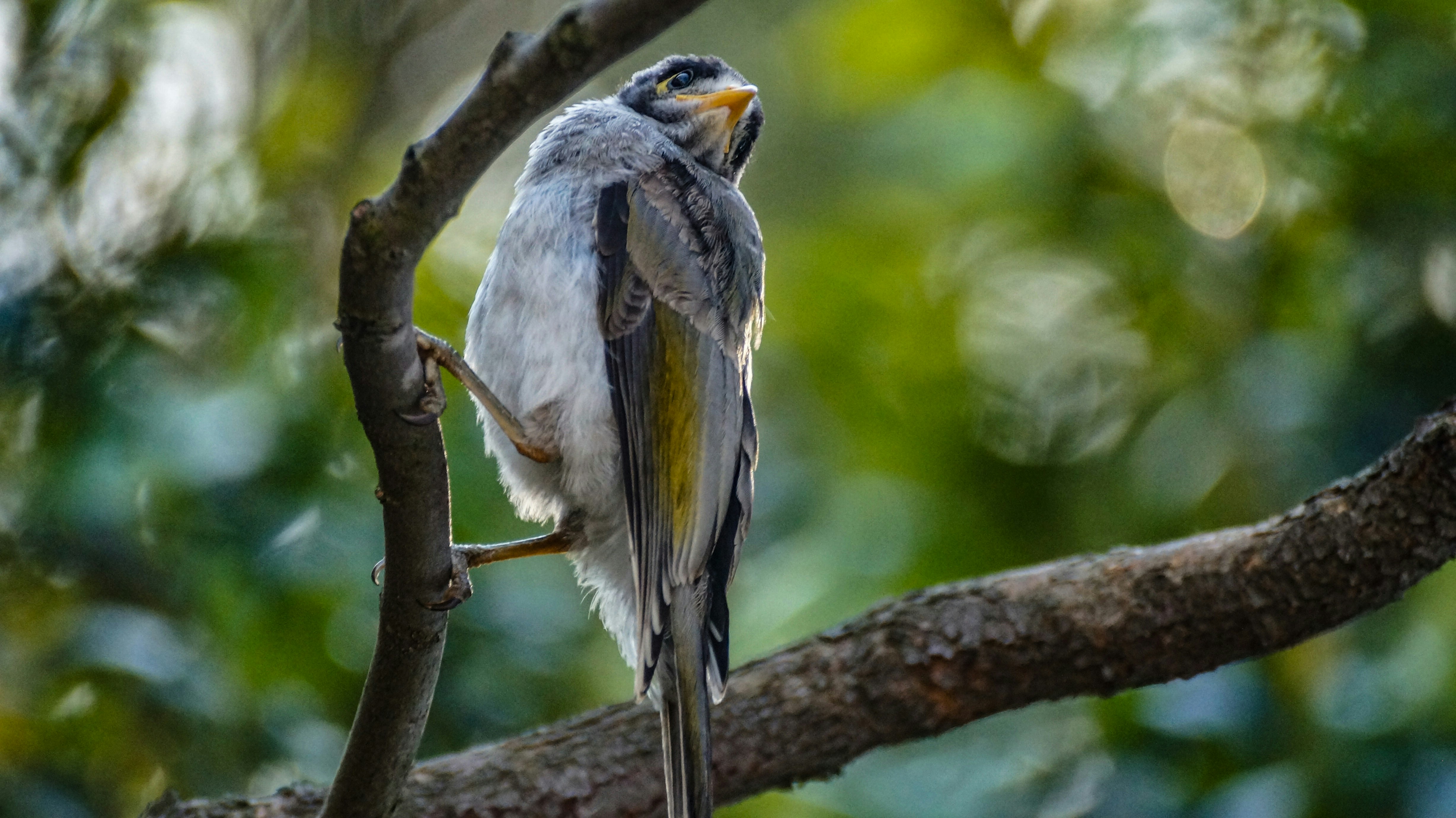 gray and yellow bird on branch
