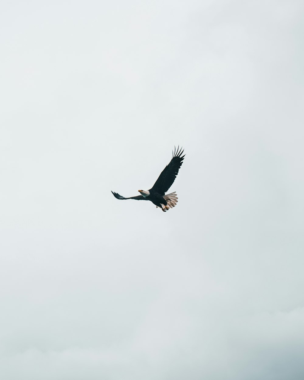 eagle in mid air during day