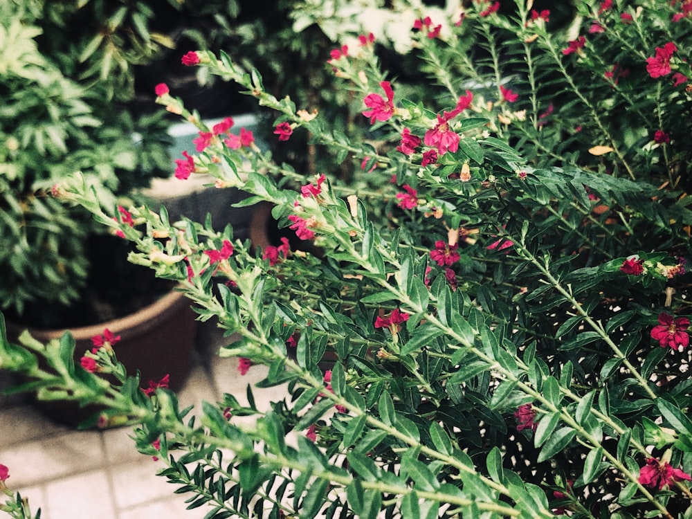 red flowers