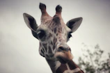 A close-up of a reticulated giraffe listening to an audio guide on a visitor’s smartphone.