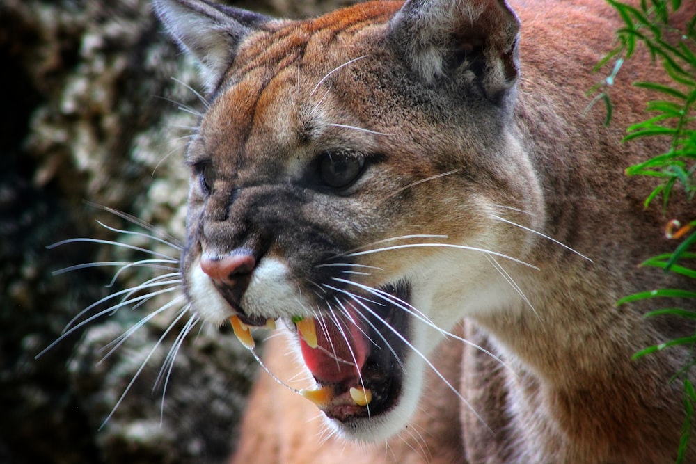 angry jaguar