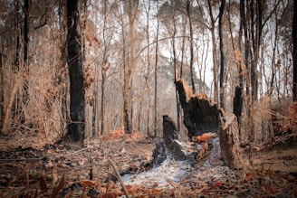 A charred forest landscape displays the aftermath of a fire. Blackened tree trunks stand amidst scattered ash and burnt leaves, creating a desolate and somber scene. The ground is littered with fallen branches and remnants of vegetation, highlighted by the stark contrast between the burnt wood and the remaining dry foliage.