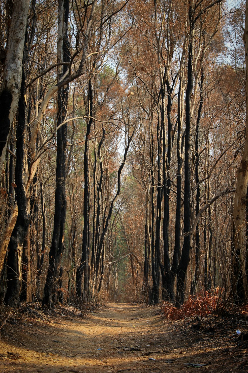 bare trees pathway scenry