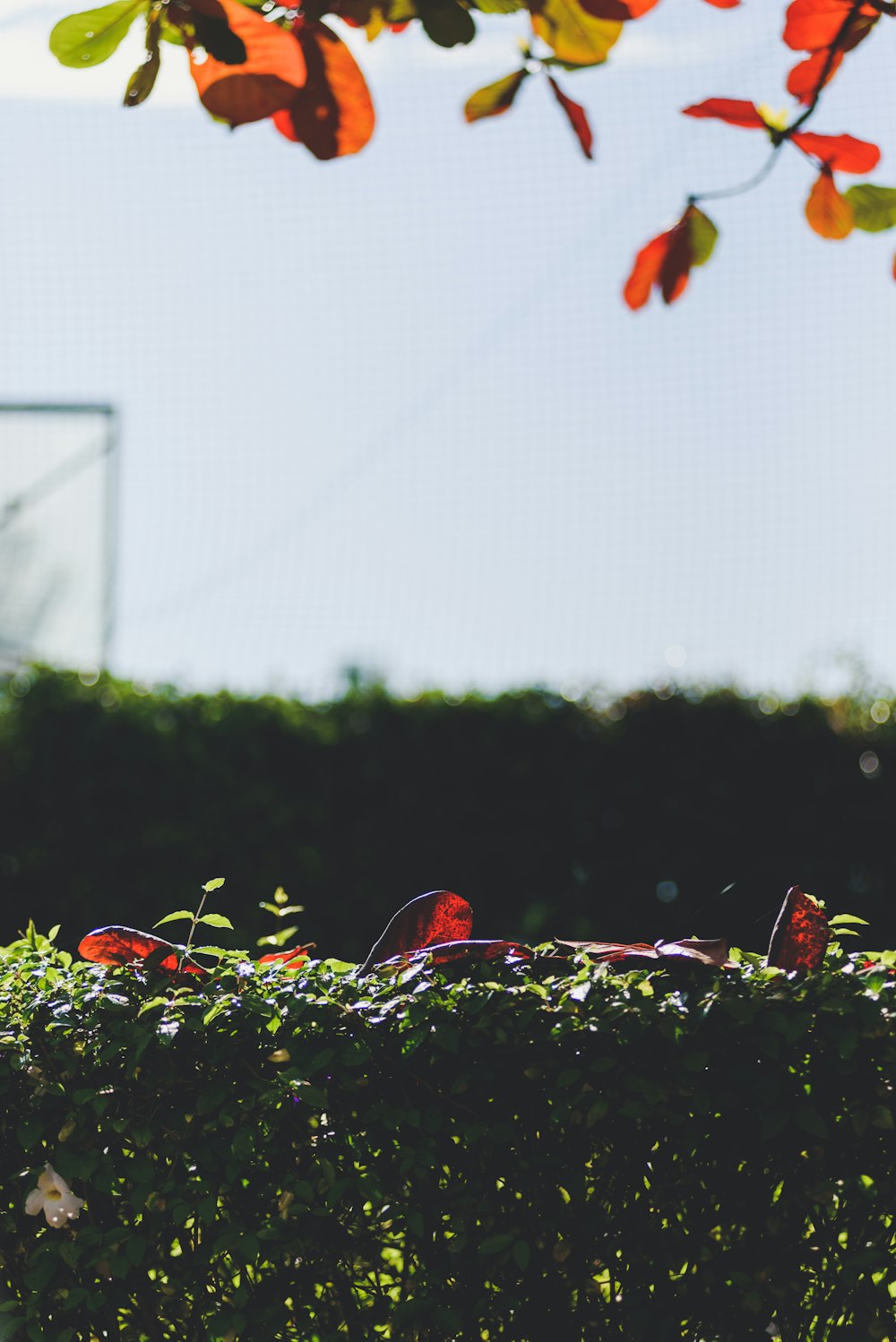 a couple of birds sitting on top of a lush green field