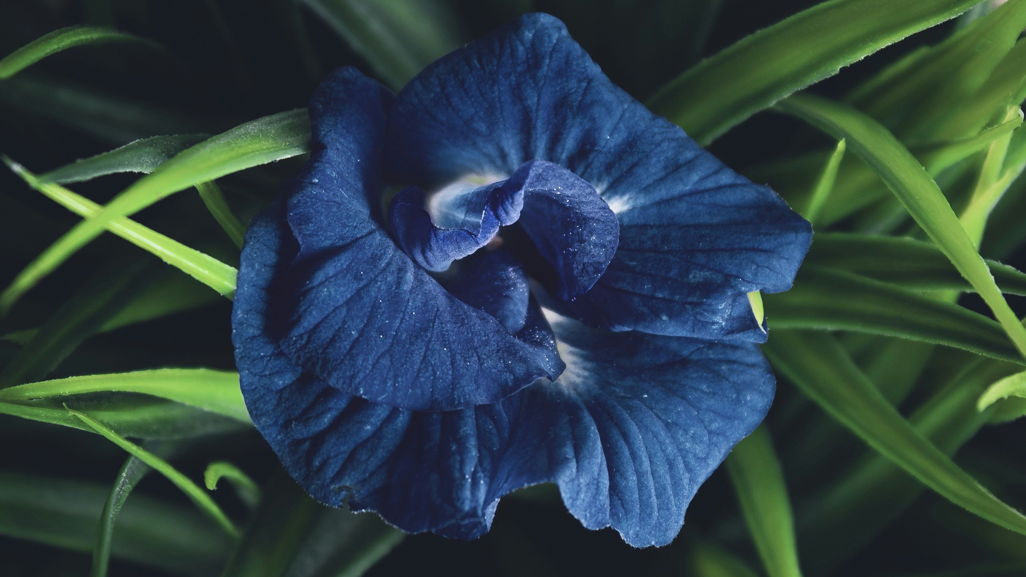 Photo by Ajay Pasupuleti