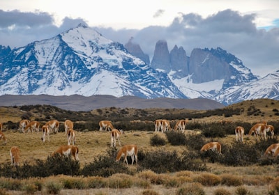 Chile_Reisen_Patagonien_torres_del_paine_grasende_guanakos