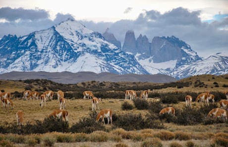 Torres del Paine - A herd of guanacos grazing with the towers behind them