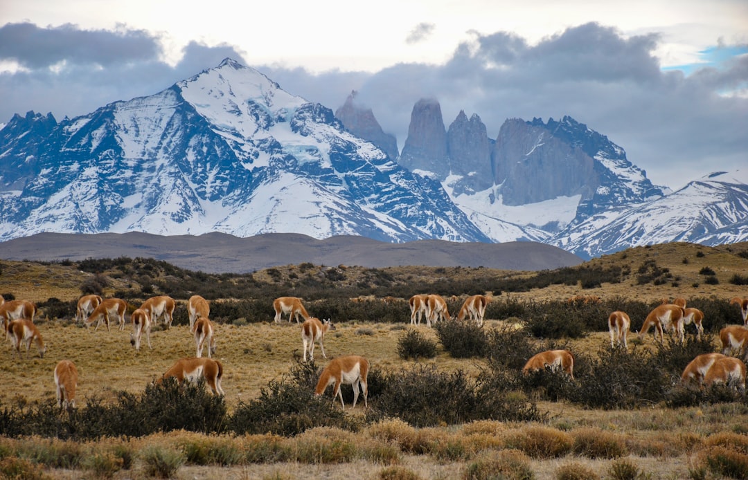 herd of horses on bushes and grasses across mountain, Guanacos in Torres del Paine National Park