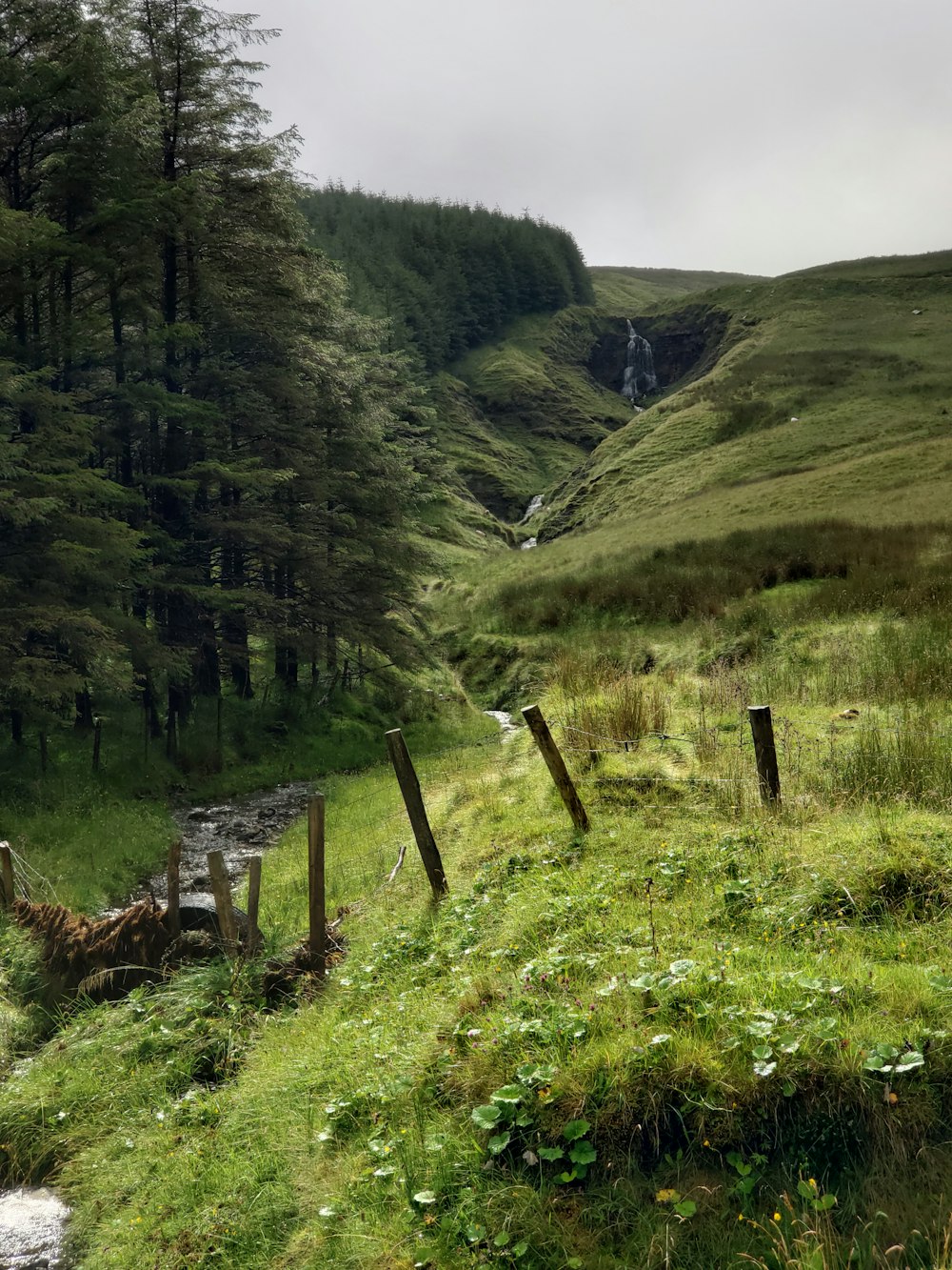 green grassland and trees photo