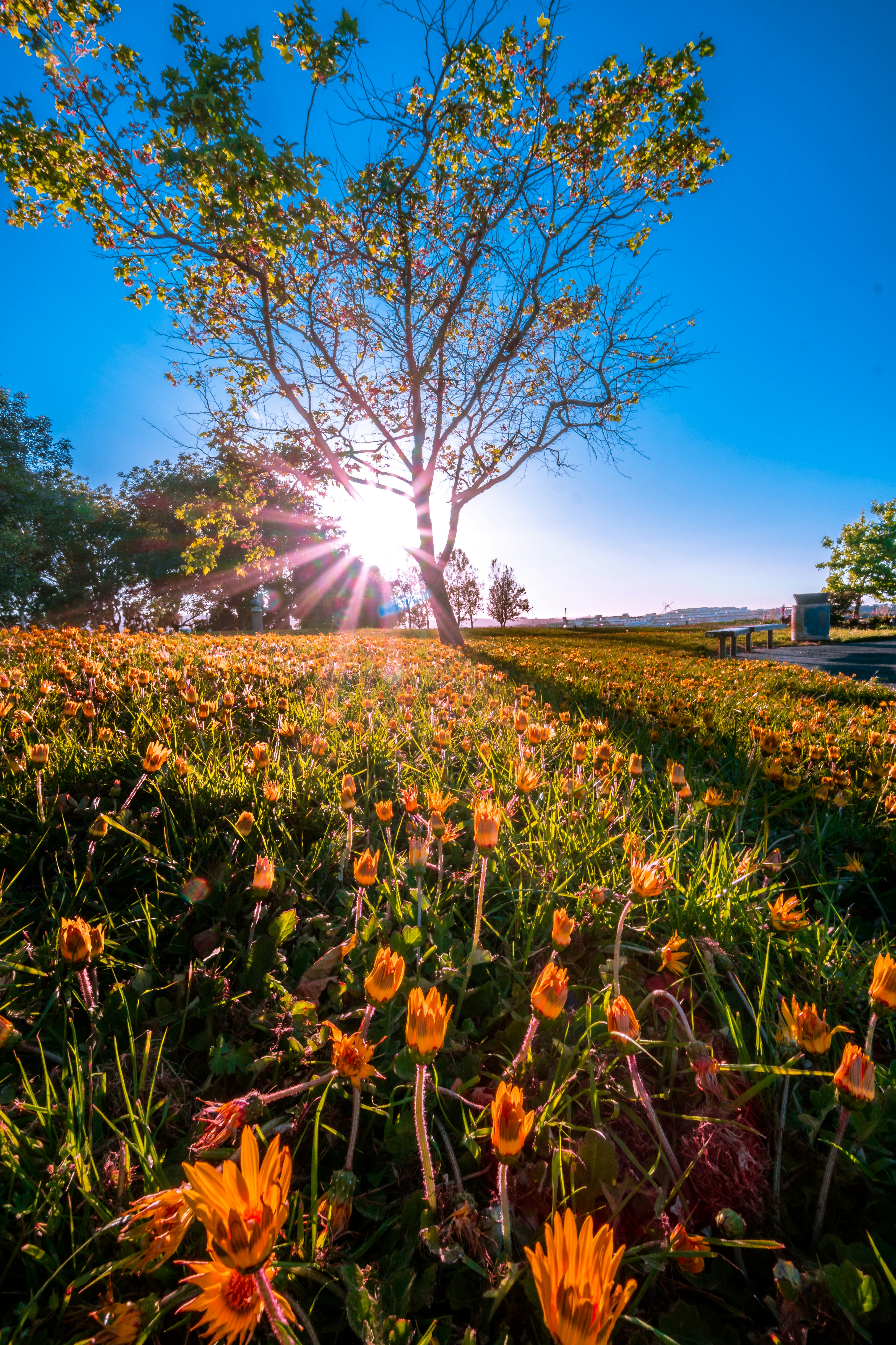yellow flower fields
