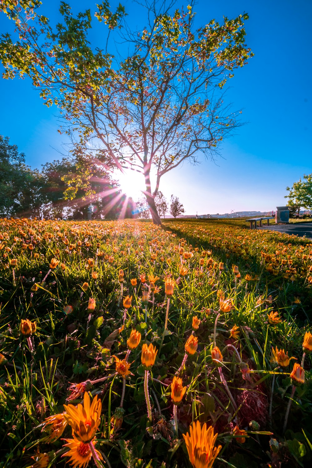 yellow flower fields