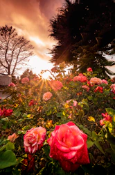 Voie de la Rose