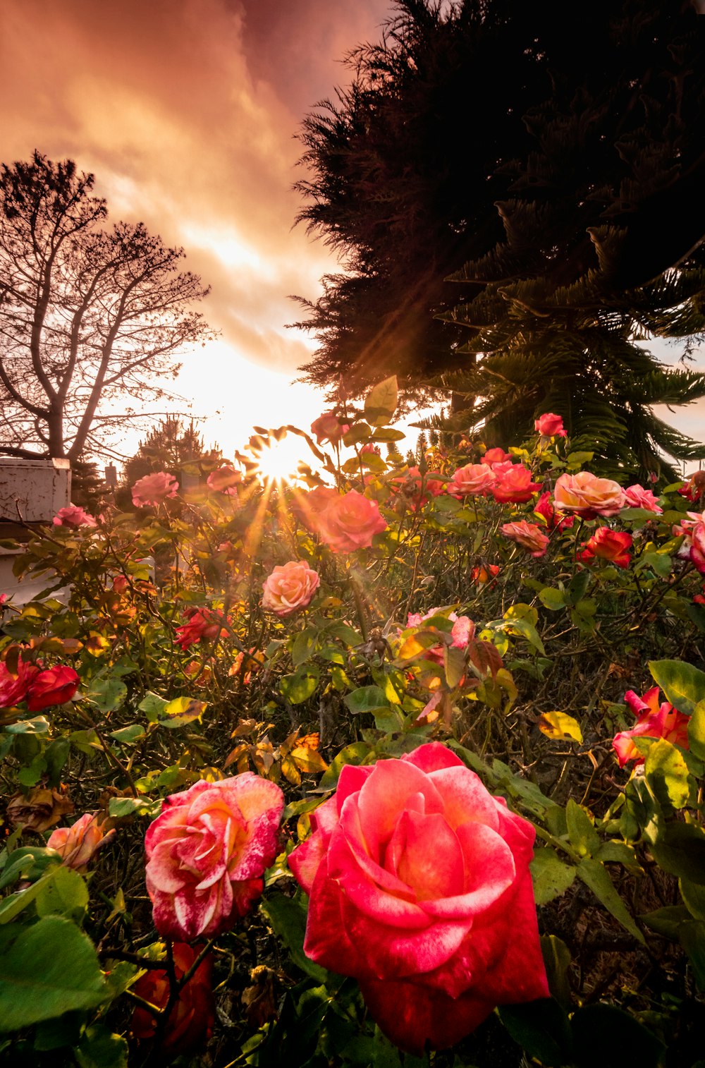 red petaled flower