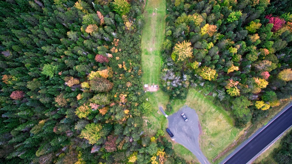 aerial photography of green-leaved trees