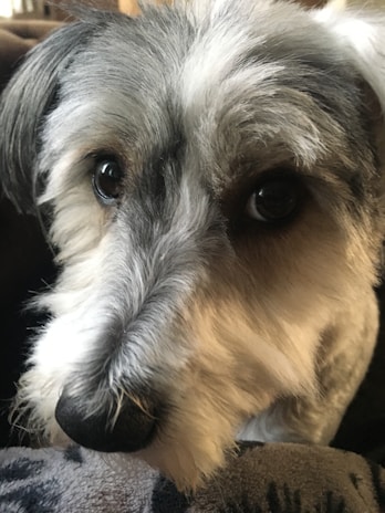 A close-up of a polar white giant schnauzer's face with a joyful expression.