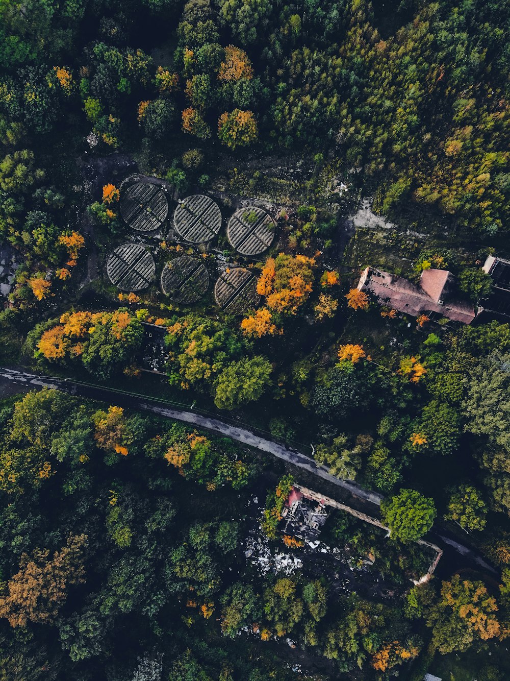 buildings and forest during day