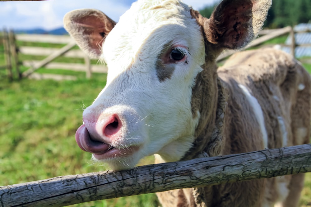 brown and white cattle