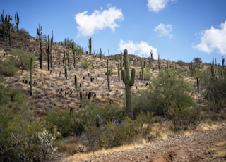 dirt, plant, and cactus covered field