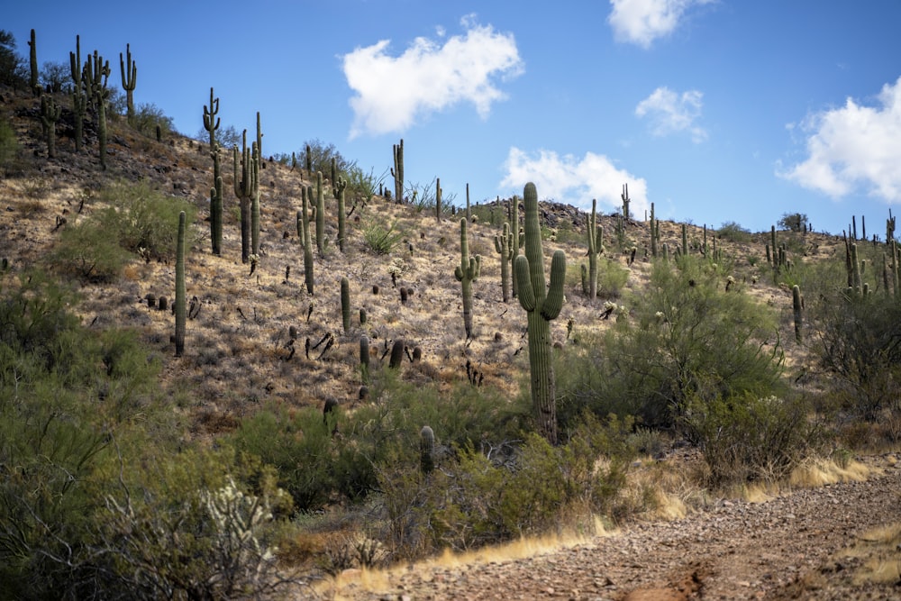 dirt, plant, and cactus covered field