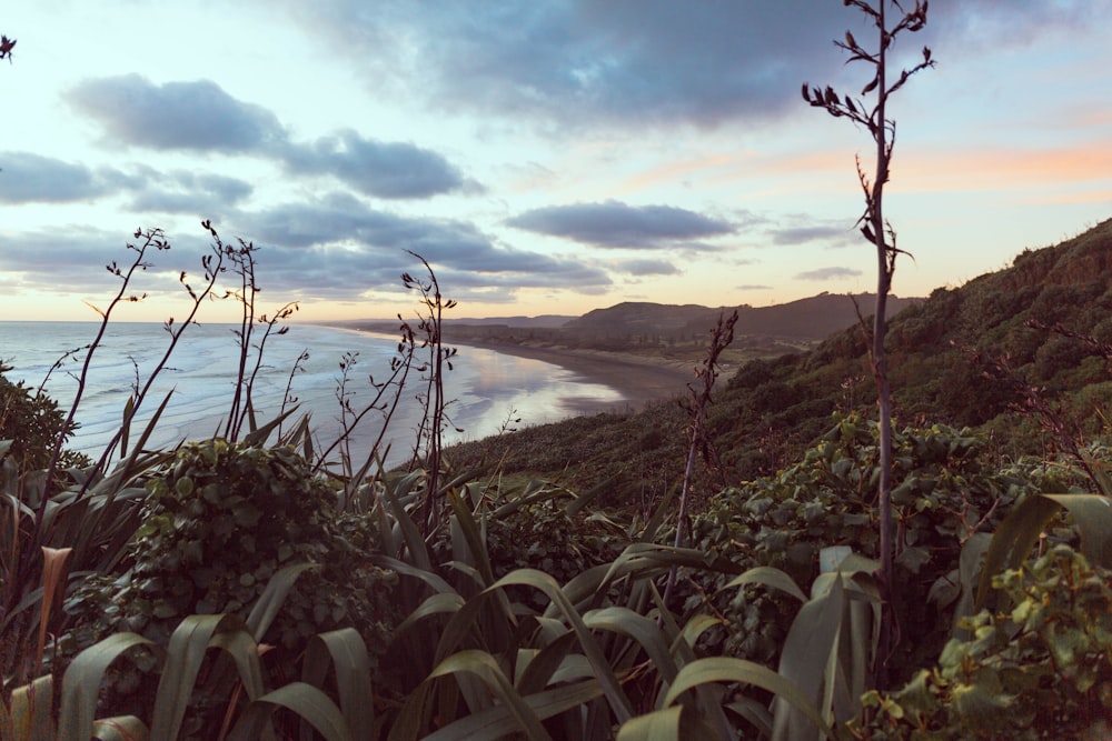 green plants island during day