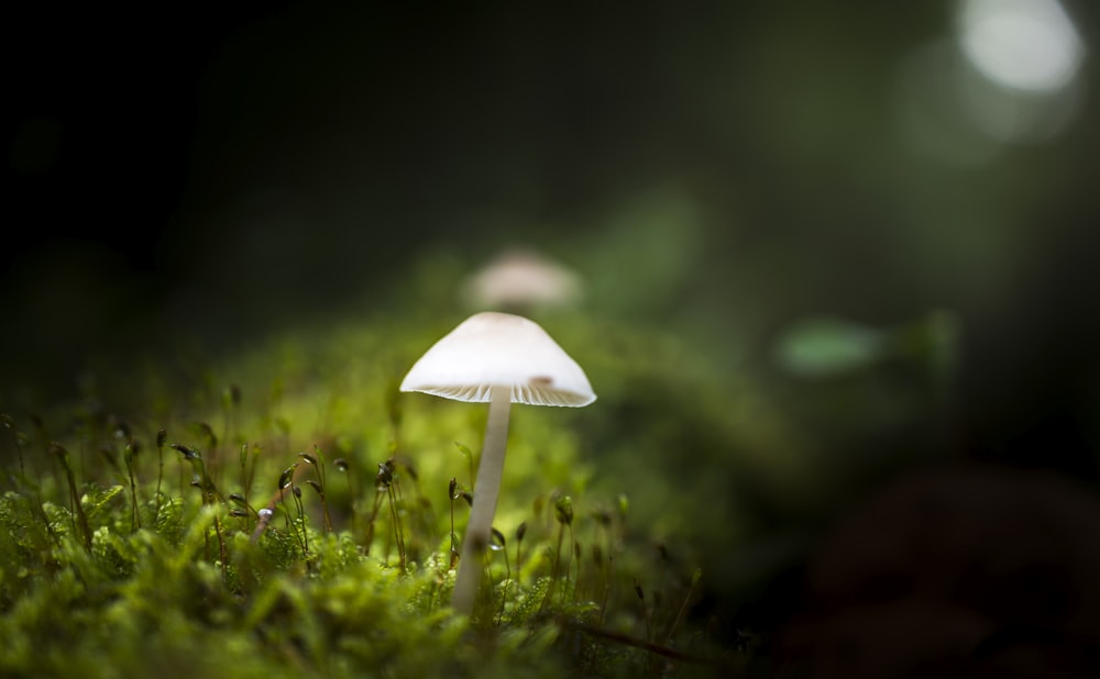 selective focus photography of white mushroom on green grass