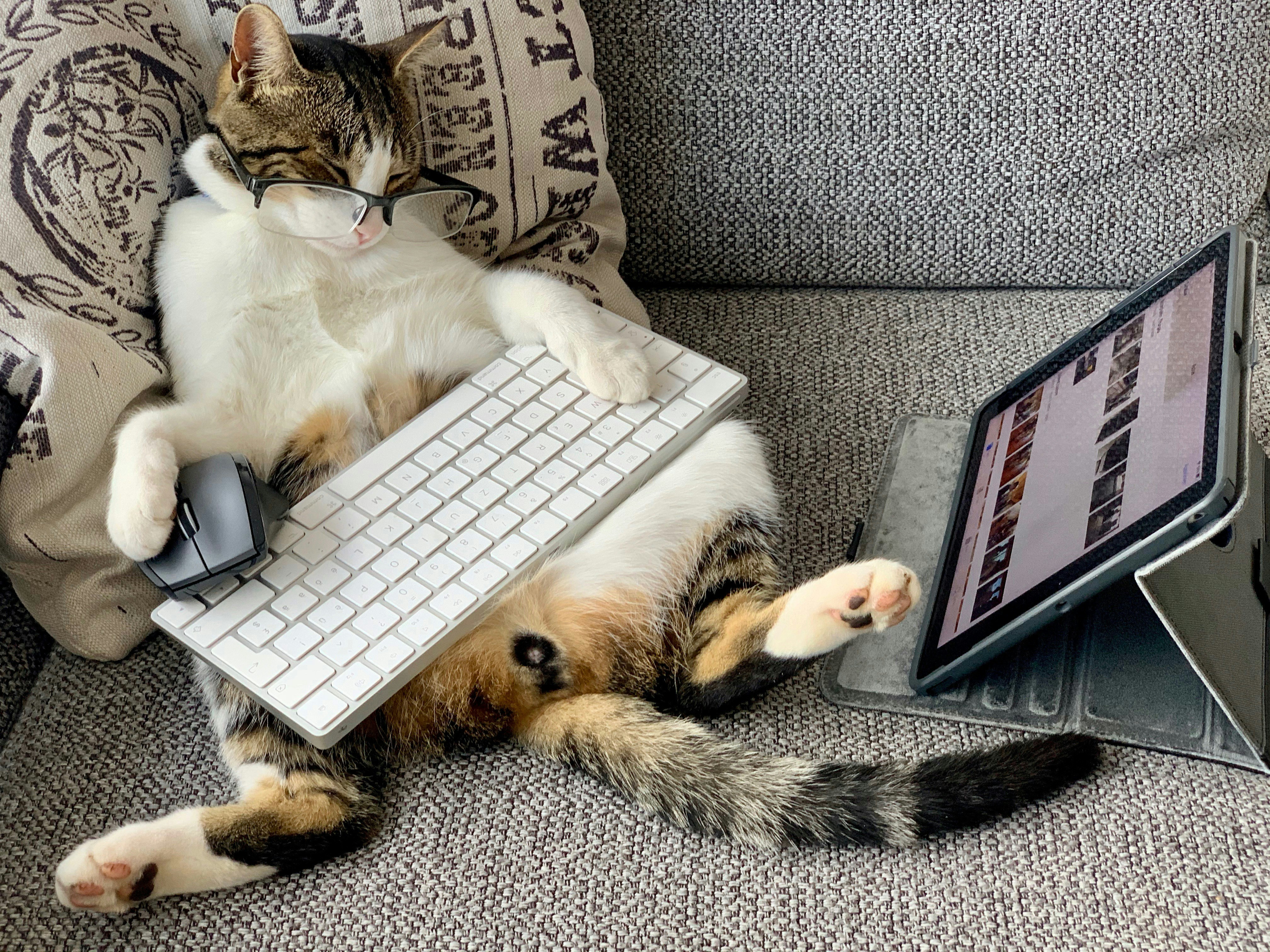 sitting cat holding white keyboard and black mouse on sofa