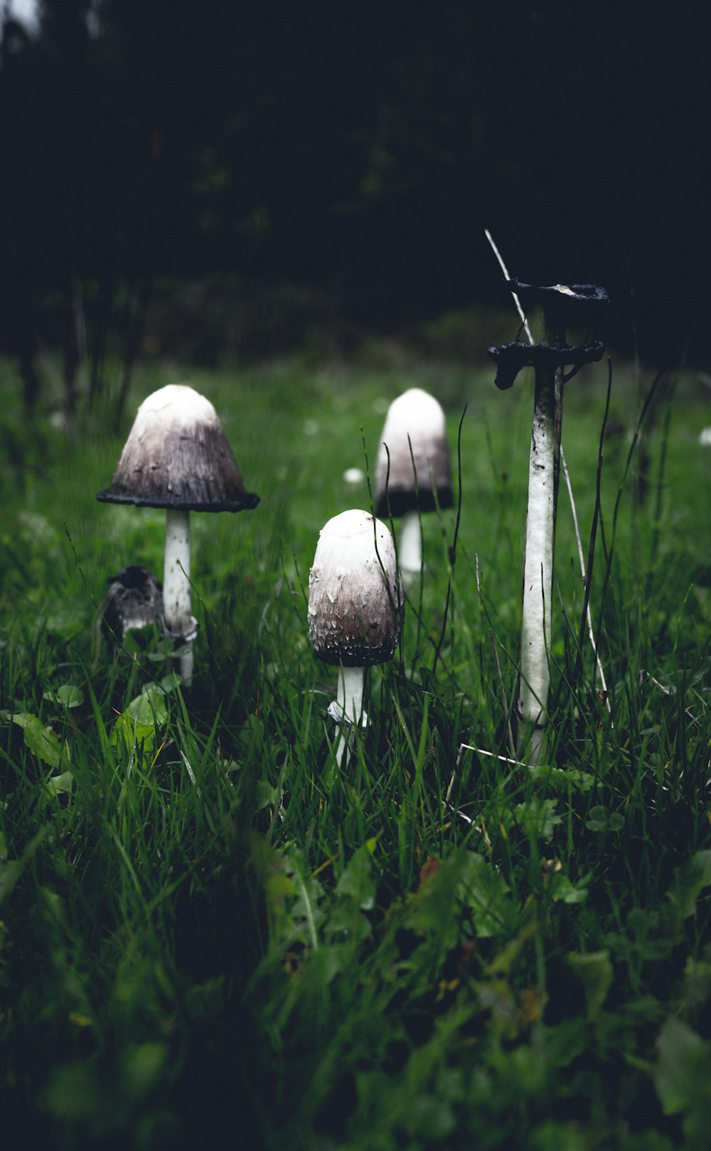 selective focus photo of mushrooms