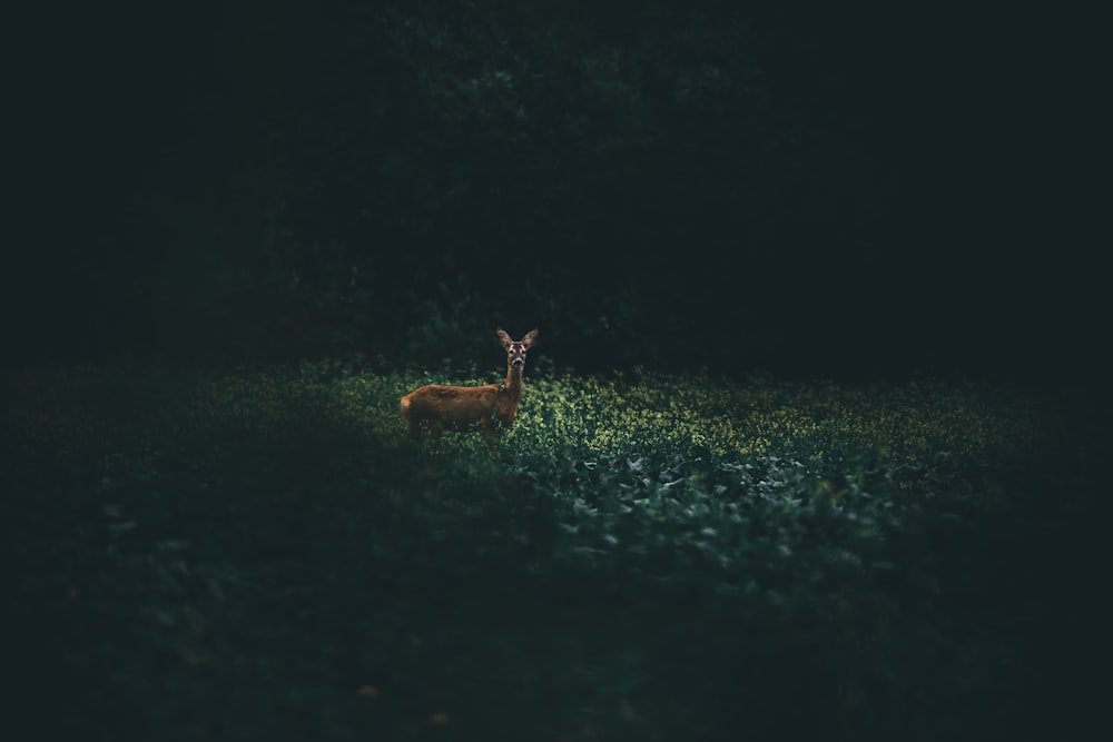 brown deer on green field