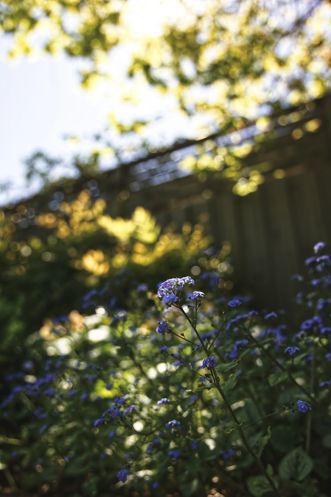 purple petaled flowers