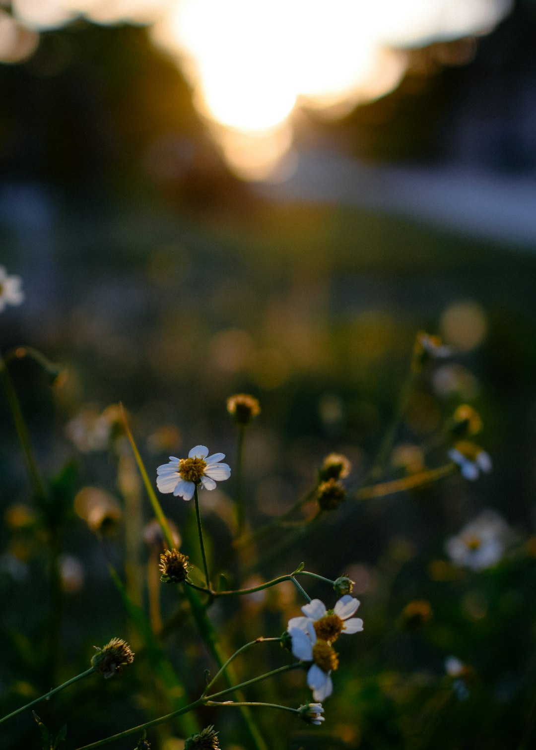 daisy flower