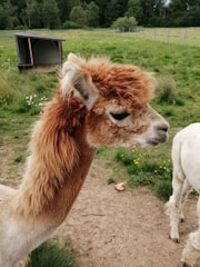 A close-up of an alpaca with a fluffy light brown coat and white facial markings in a grassy field. In the background, there's a small wooden shelter and more open green space with trees lining the horizon.