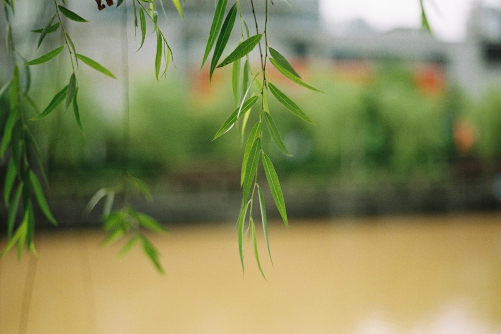 Un primer plano de una planta de bambú con agua en el fondo