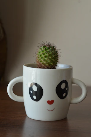 green cactus in mug