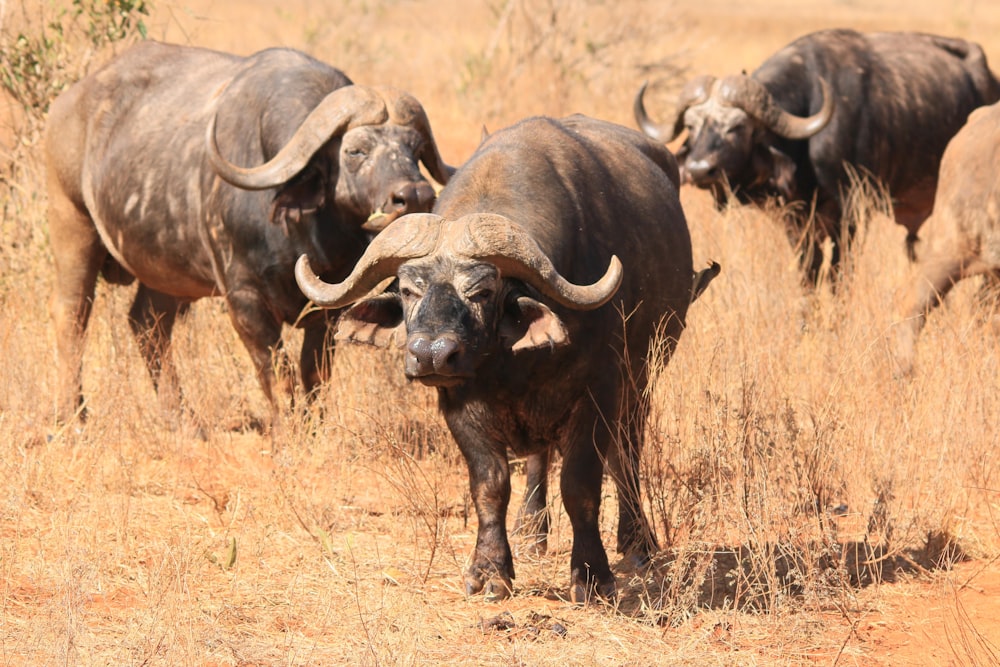 black water buffalos on plains at daytime