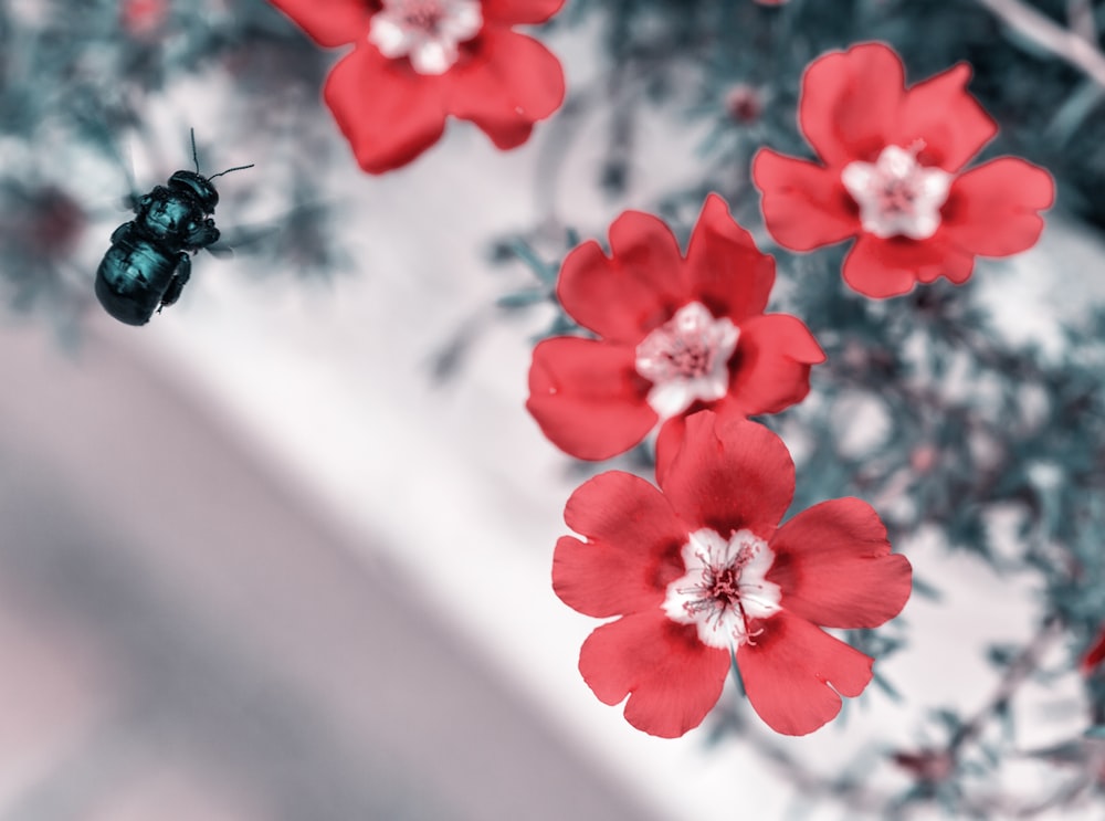 macro photography of green insect near red petaled flowers