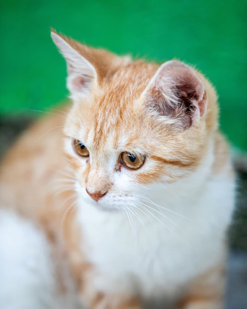 Biscuit, an orange tabby cat