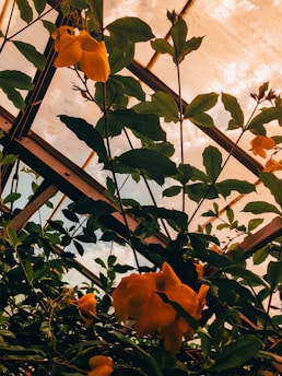 Yellow flowers and green leaves are growing inside a greenhouse structure. The glass panels overhead allow warm, diffused sunlight to illuminate the vibrant plants, creating an interplay of shadows and light.