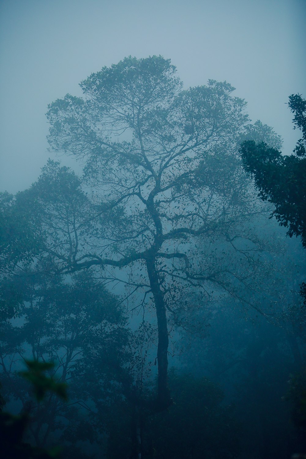 green trees