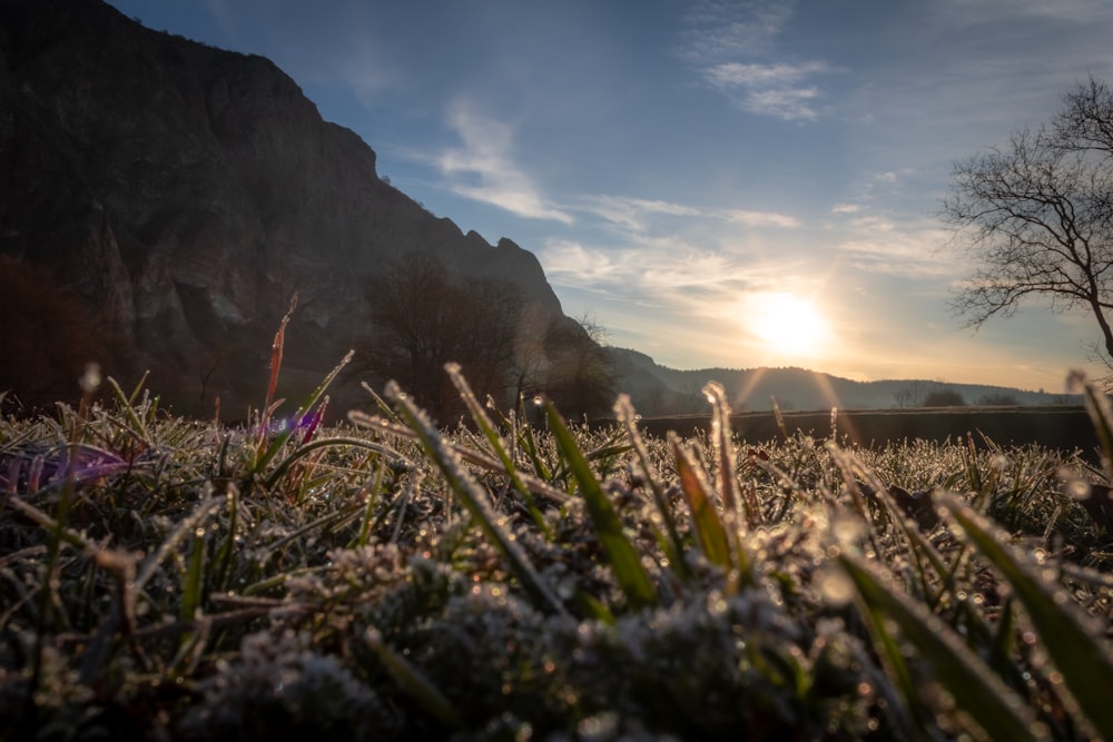 water dews on grasses